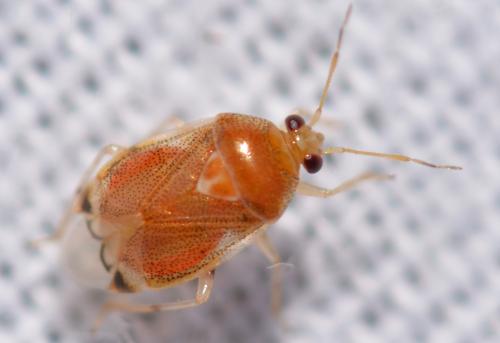 Réf. 307 540 : Deraeocoris lutescens